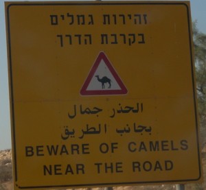 Israeli road hazard - Camels